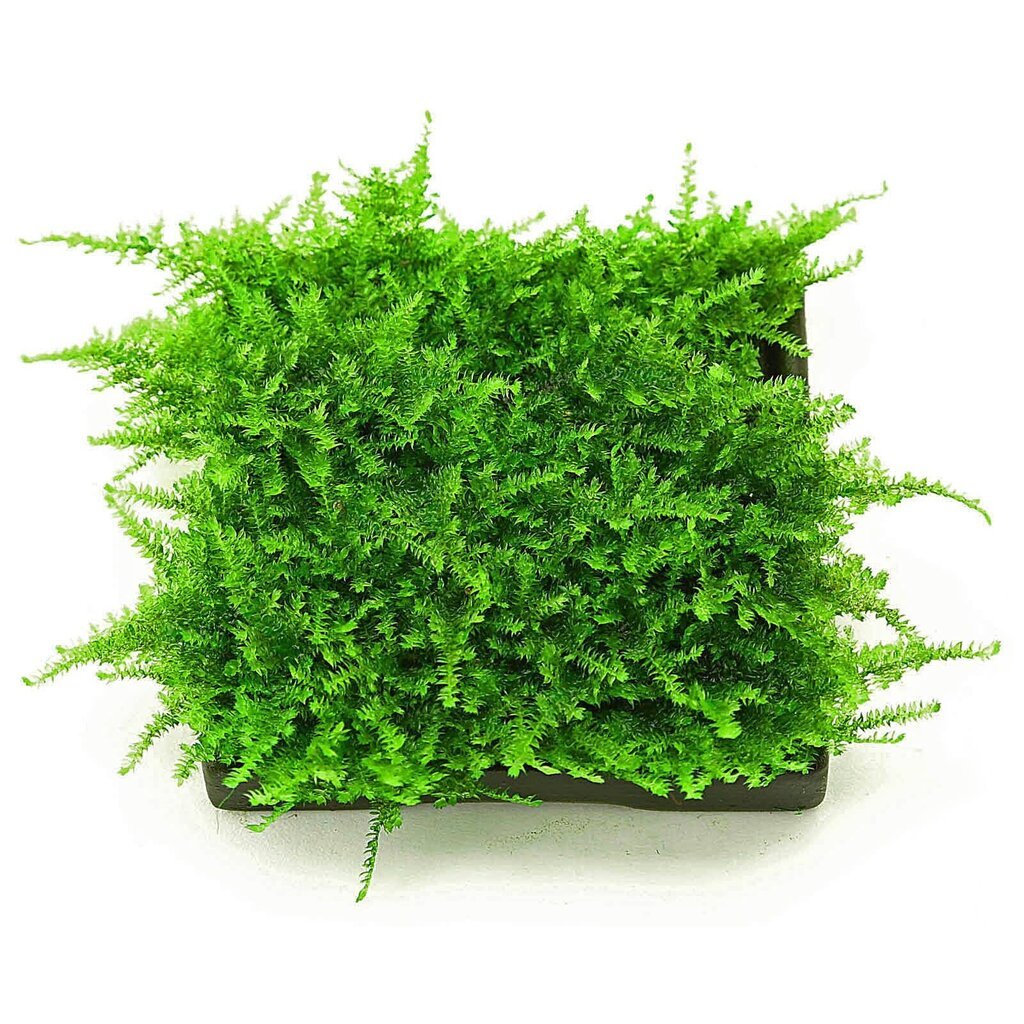 Dzīvās akvārija sūnas Vesicularia sp. Mini Christmas Moss цена и информация | Akvārija augi, dekori | 220.lv