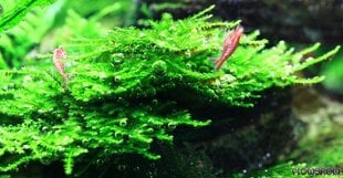 Живой аквариумный мох - Vesicularia sp., "Mini Christmas Moss" цена и информация | Аквариумные растения и декорации | 220.lv