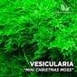 Dzīvās akvārija sūnas Vesicularia sp. Mini Christmas Moss cena un informācija | Akvārija augi, dekori | 220.lv