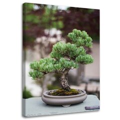 Glezna uz audekla, Bonsai koks uz akmeņiem цена и информация | Картины | 220.lv