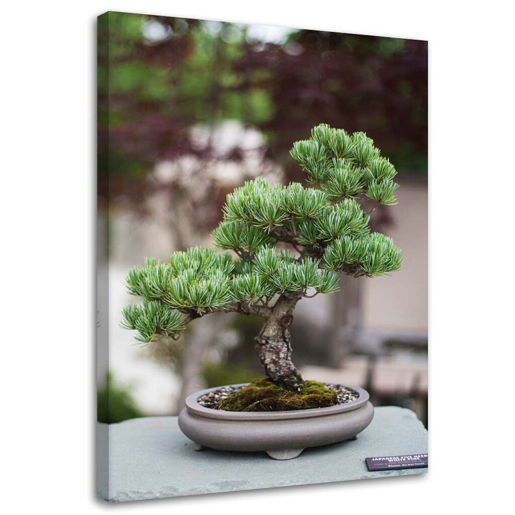 Glezna uz audekla, Bonsai koks uz akmeņiem цена | 220.lv