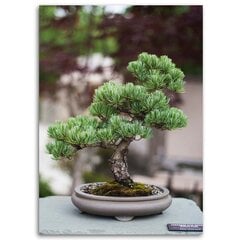 Glezna uz audekla, Bonsai koks uz akmeņiem цена и информация | Картины | 220.lv