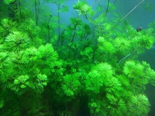 Живое аквариумное растение Cabomba aquatica, 1 пучок цена и информация | Аквариумные растения и декорации | 220.lv