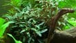 Dzīvs akvārija augs Bucephalandra, sarkans cena un informācija | Akvārija augi, dekori | 220.lv