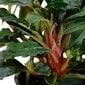 Dzīvs akvārija augs Bucephalandra, sarkans cena un informācija | Akvārija augi, dekori | 220.lv