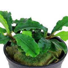 Живое аквариумное растение Bucephalandra pygmaea 'Bukit Kelam' цена и информация | Аквариумные растения и декорации | 220.lv