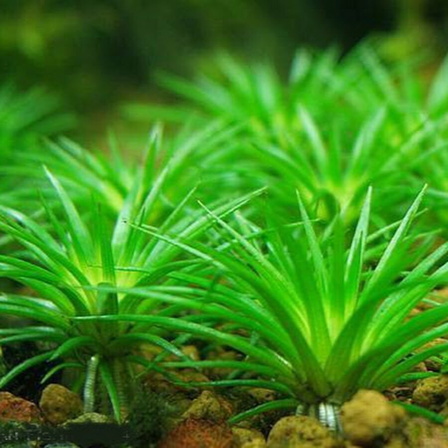 Dzīvs akvārija augs Eriocaulon sp. Vjetnam цена и информация | Akvārija augi, dekori | 220.lv