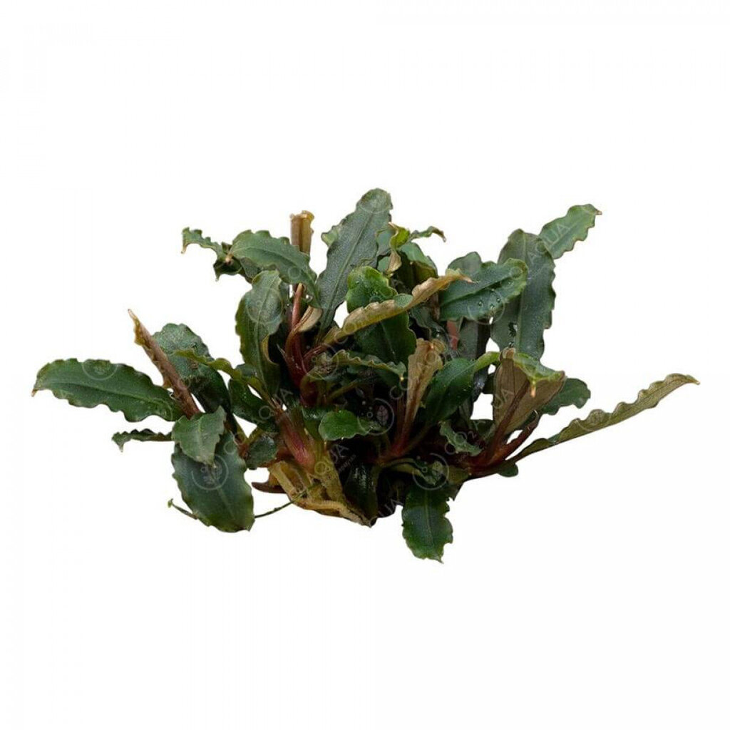Dzīvs akvārija augs Bucephalandra sp. Mini Red цена и информация | Akvārija augi, dekori | 220.lv