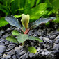 Dzīvs akvārija augs Bucephalandra sp. Mini Red cena un informācija | Akvārija augi, dekori | 220.lv
