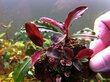Dzīvs akvārija augs Bucephalandra sp. Mini Red цена и информация | Akvārija augi, dekori | 220.lv
