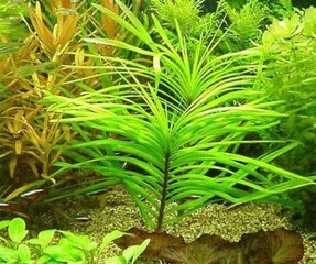 Живое аквариумное растение - Bucephalandra sp. Mini Red цена и информация | Аквариумные растения и декорации | 220.lv