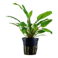 Живое аквариумное растение - Cryptocoryne wendtii Green цена и информация | Аквариумные растения и декорации | 220.lv