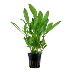 Живое аквариумное растение-Hygrophila costata цена и информация | Аквариумные растения и декорации | 220.lv