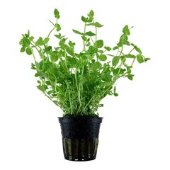 Dzīvs akvārija augs - Lindernia rotundifolia cena un informācija | Akvārija augi, dekori | 220.lv