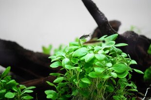 Живое аквариумное растение - Lobelia cardinalis mini цена и информация | Аквариумные растения и декорации | 220.lv