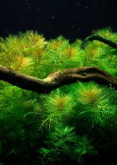 Живое аквариумное растение - Myriophyllum mattogrossense цена и информация | Аквариумные растения и декорации | 220.lv