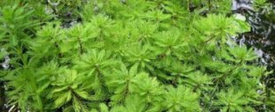 Живое аквариумное растение - Myriophyllum brasiliensis цена и информация | Аквариумные растения и декорации | 220.lv