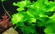 Dzīvs akvārija augs - Nymphoides hydrophylla 'Taiwan' цена и информация | Akvārija augi, dekori | 220.lv