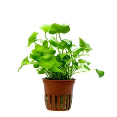 Dzīvs akvārija augs - Nymphoides hydrophylla 'Taiwan' цена и информация | Аквариумные растения и декорации | 220.lv