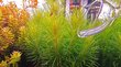 Dzīvs akvārija augs-Pogostemon deccanensis / Pogostemon erectus цена и информация | Akvārija augi, dekori | 220.lv