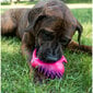 Rotaļlieta suņiem Kiwi Walker Whistle S, rozā цена и информация | Suņu rotaļlietas | 220.lv