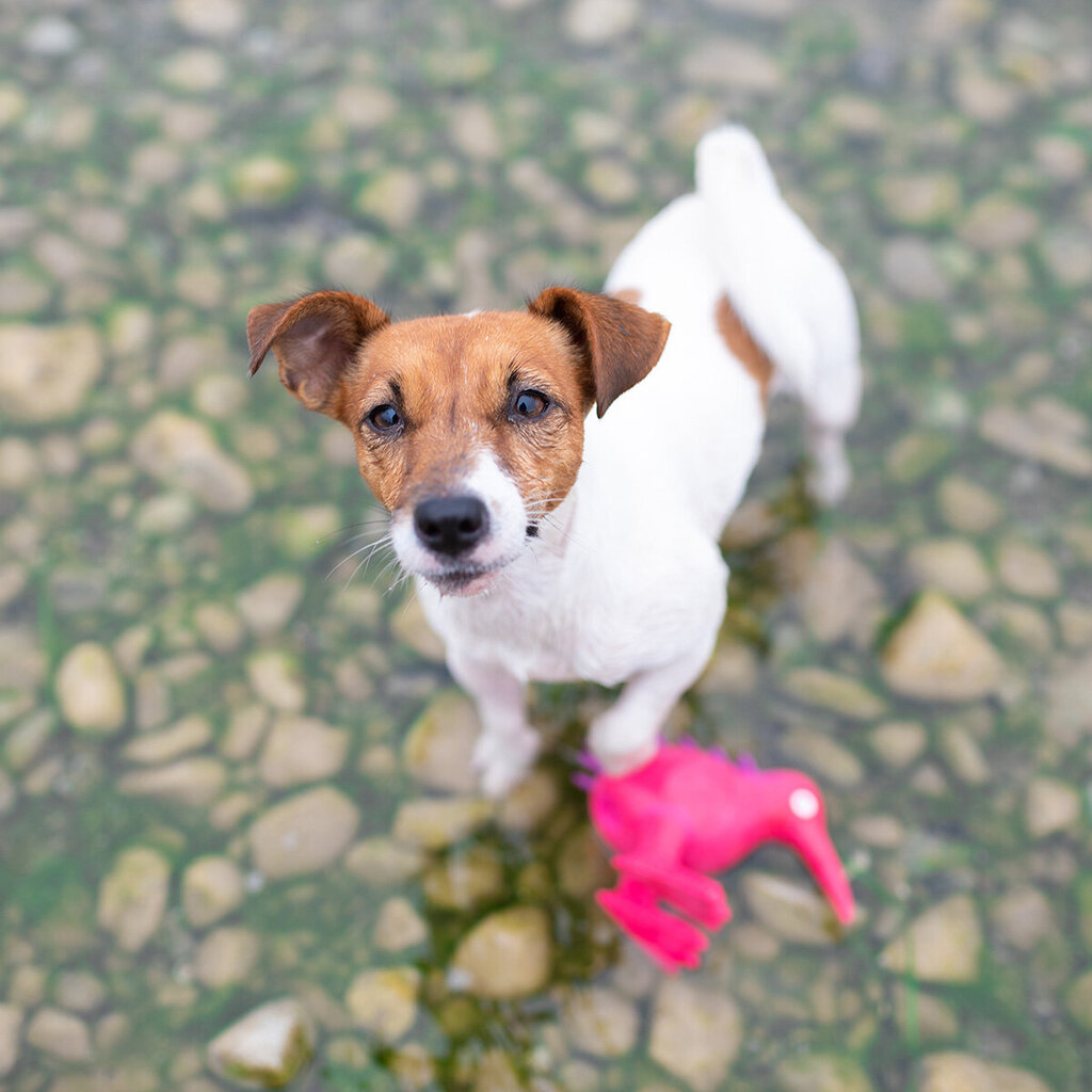 Rotaļlieta suņiem Kiwi Walker Whistle S, rozā цена и информация | Suņu rotaļlietas | 220.lv