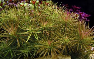 Живое аквариумное растение - Pogostemon stellatus цена и информация | Аквариумные растения и декорации | 220.lv