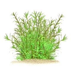 Dzīvs akvārija augs - Pogostemon yatabeanus cena un informācija | Akvārija augi, dekori | 220.lv