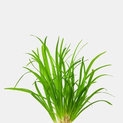 Живое аквариумное растение -  Sagittaria subulata -Стрелолист шиловидный цена и информация | Аквариумные растения и декорации | 220.lv