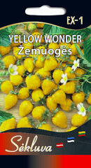 Dzeltenās zemenes YELLOW WONDER, 0.1 g cena un informācija | Dārzeņu, ogu sēklas | 220.lv