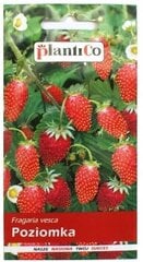 Zemenes PlantiCo BARON VON SOLENMACHER, 0.2 g цена и информация | Семена овощей, ягод | 220.lv
