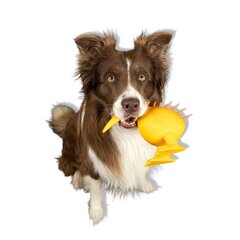Rotaļlieta suņiem Kiwi Walker Whistle L, oranža cena un informācija | Suņu rotaļlietas | 220.lv