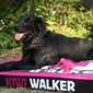 Kiwi Walker matracis mājdzīvniekiem ar memory putām, zaļš/melns XL izmērs cena un informācija | Suņu gultas, spilveni, būdas | 220.lv