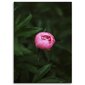Glezniecība uz audekla, Rozā zieda pumpurs цена и информация | Gleznas | 220.lv
