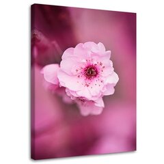 Glezniecība uz audekla, Ķiršu zieds uz rozā fona cena un informācija | Gleznas | 220.lv