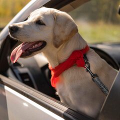 Автомобильный ремень безопасности со шлейкой для собак Springos PA0228 цена и информация | Для путешествий | 220.lv