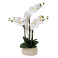 Balta orhideja ar 4 zariem IN GARDEN, H55cm cena un informācija | Mākslīgie ziedi | 220.lv