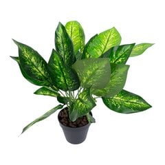 Зеленое растение DIEFFENBACHIA, H45см, черный горшок цена и информация | Искусственный букет DKD Home Decor, 2 шт | 220.lv