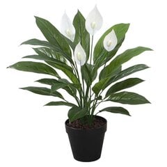 Искусственное растение SPATHE H60см, спатифиллум, чёрный горшок цена и информация | Искусственные цветы | 220.lv