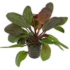 Живое аквариумное растение Echinodorus Red Flame цена и информация | Аквариумные растения и декорации | 220.lv