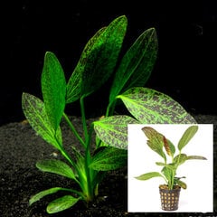 Живое аквариумное растение - Echinodorus Green Flame цена и информация | Аквариумные растения и декорации | 220.lv