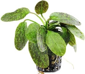 Dzīvs akvārija augs - Echinodorus Green Flame cena un informācija | Akvārija augi, dekori | 220.lv