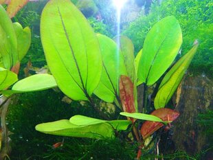Живое аквариумное растение - Echinodorus Frank Stoffels цена и информация | Аквариумные растения и декорации | 220.lv