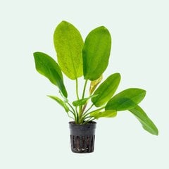Живое аквариумное растение - Echinodorus Pyton цена и информация | Аквариумные растения и декорации | 220.lv