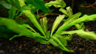 Живое аквариумное растение - Echinodorus major цена и информация | Аквариумные растения и декорации | 220.lv