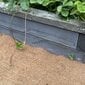 Kokosšķiedras dārza paklājs BioProffa, 3x0,6 m cena un informācija | Dārza dekori | 220.lv