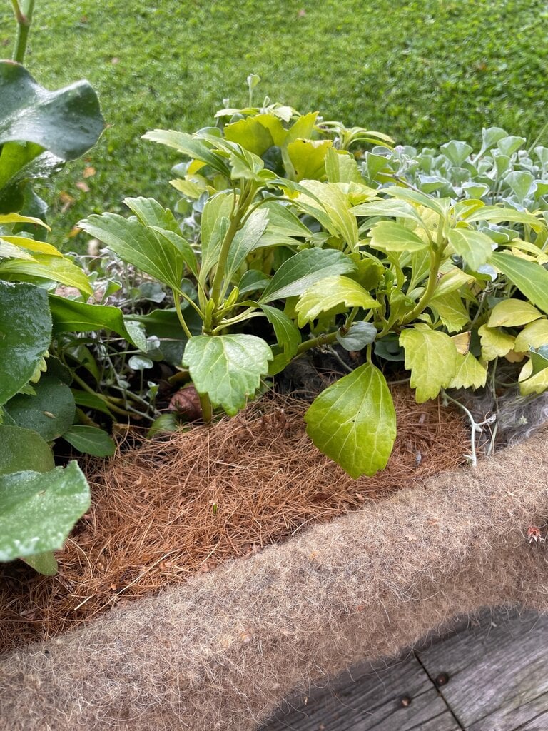 Kokosšķiedras dārza paklājs BioProffa, 3x0,6 m цена и информация | Dārza dekori | 220.lv