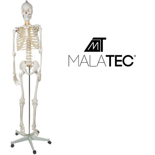 Cilvēka skelets Malatec cena un informācija | Attīstošās rotaļlietas | 220.lv