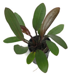 Dzīvs akvārija augs - Echinodorus rubin šaurās lapas cena un informācija | Akvārija augi, dekori | 220.lv