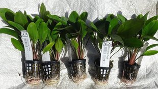 Dzīvs akvārija augs - Echinodorus Deep Purple cena un informācija | Akvārija augi, dekori | 220.lv